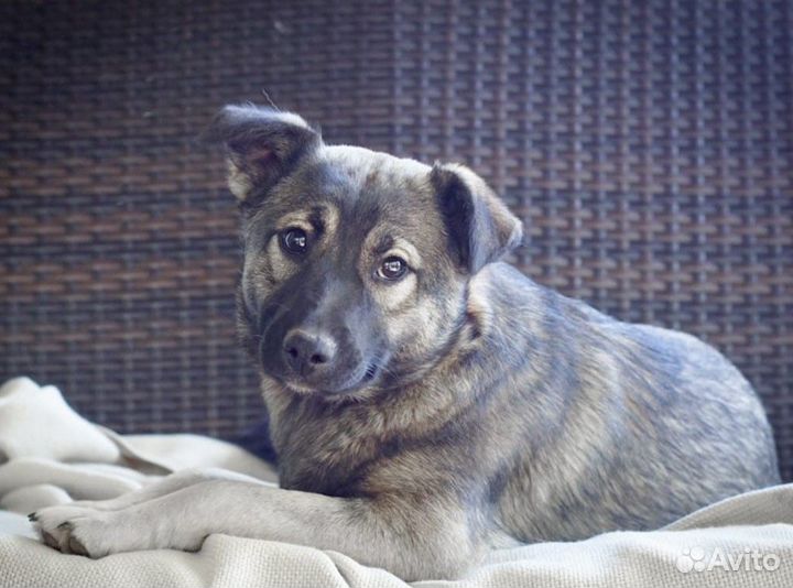 Собака Пипка в добрые руки