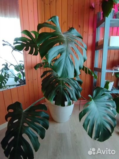 Монстера взрослая