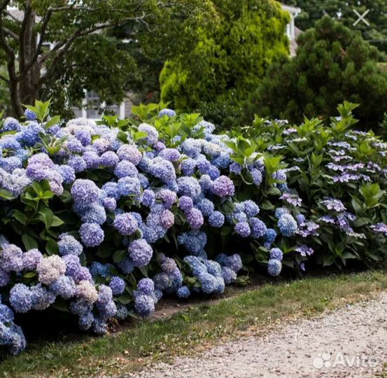 Гортензия крупнолистная 
