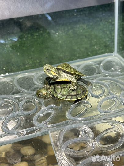 Красноухая черепаха маленькая