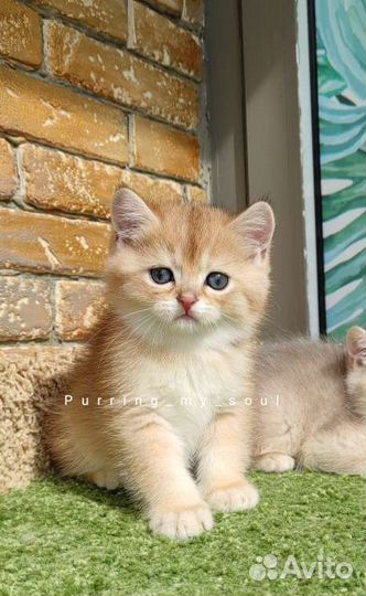 Котята золотая шиншилла, ny11, ау11 (папа 12)