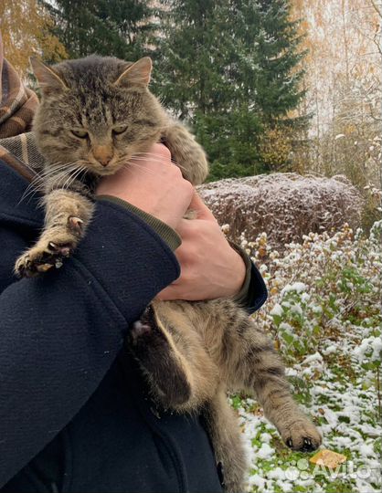 Кот в добрые руки