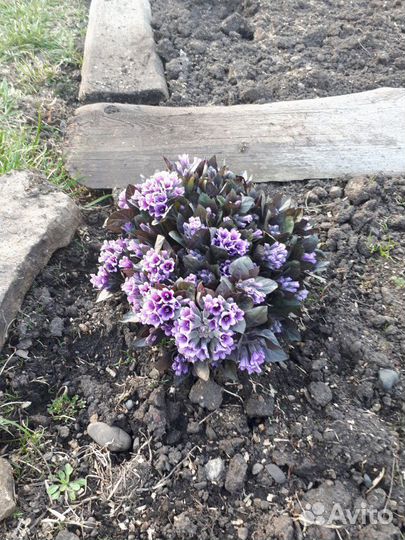 Необычный ирис и др многолеткиОт