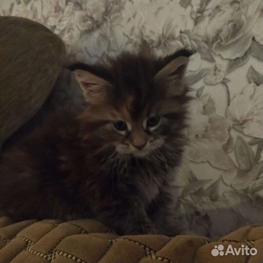 Котята мейн-кун