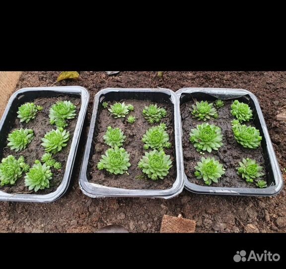 Суккуленты