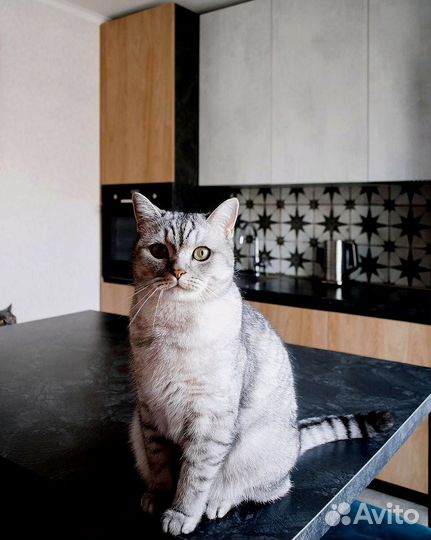 Кухня (цена за всю кухню) артикул: 437