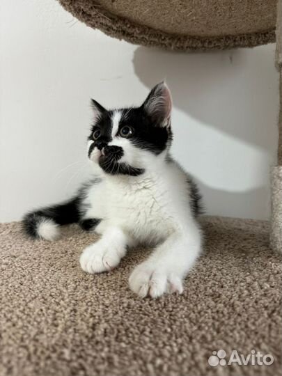 Котенок мальчик в добрые руки