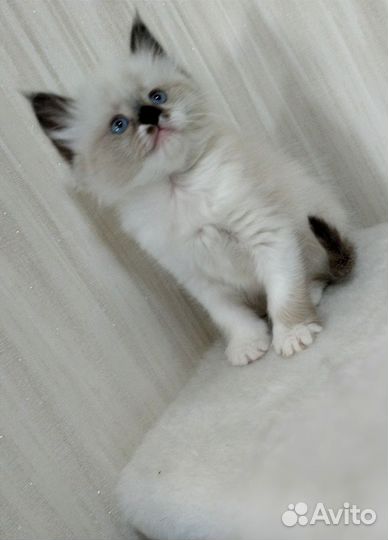 Котенок рэгдолл