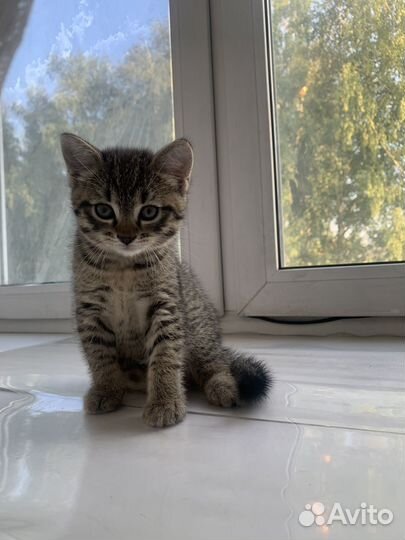 Котенок