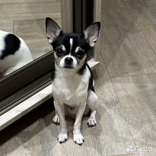 Вязка кобель чихуахуа мини