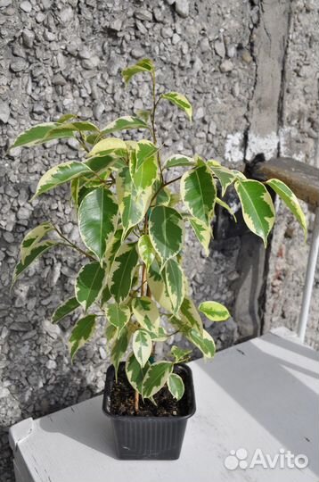 Фикус бенджамина Голден кинг