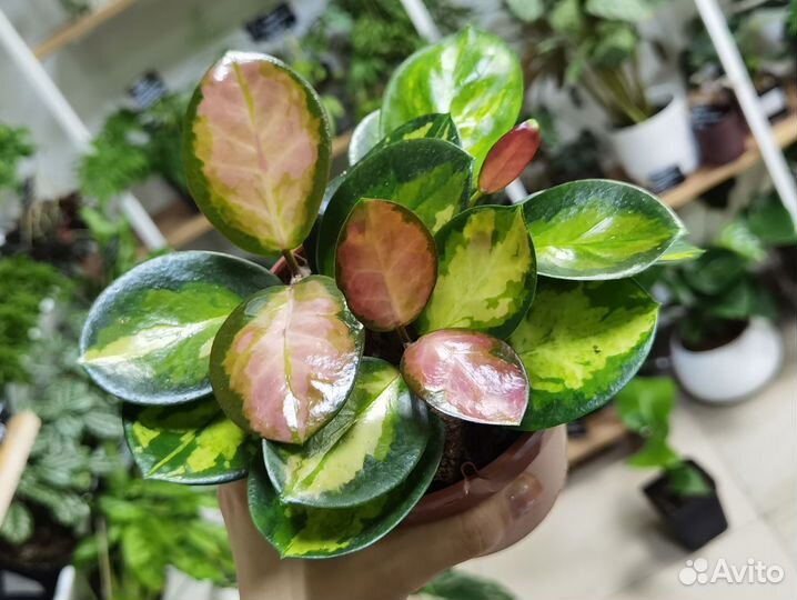 Хойя Аустралис Лиза, Хойя Блонди, Альбомаргината