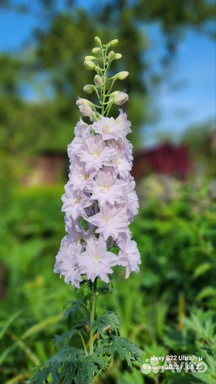 Дельфиниум