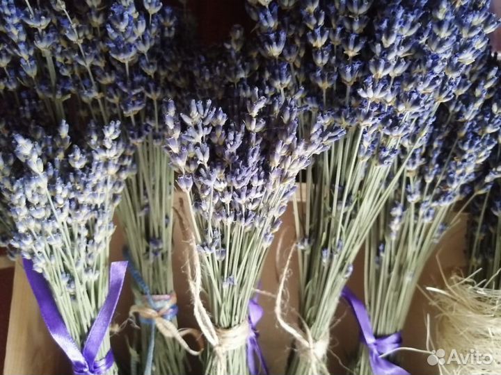 Букеты лаванды Сухоцвет