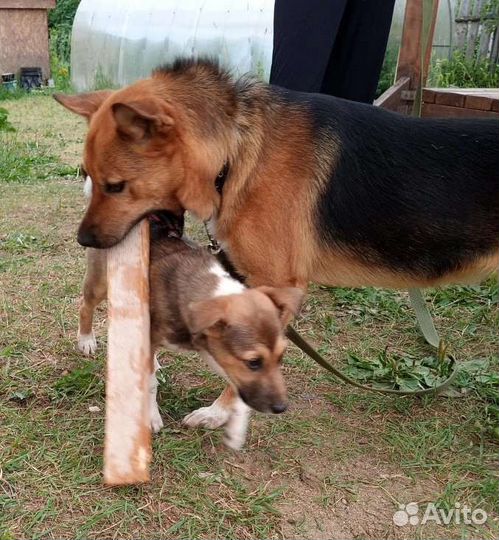 Собака в добрые руки щенок