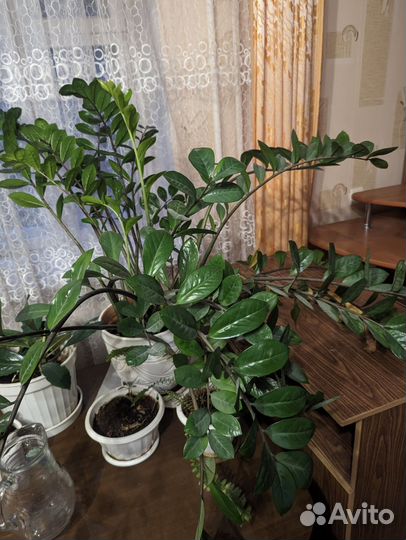 Комнатные растения в добрые руки)