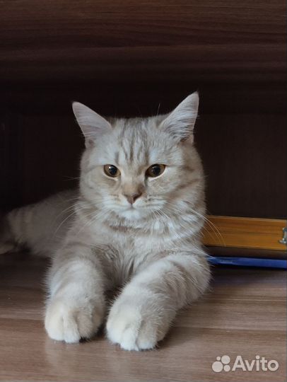 Кошка ищет кота