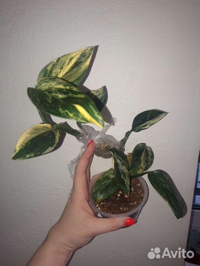 Монстеры разные Стандлеяна, Фридрихшталя, Альба