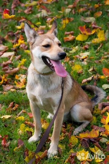 Щенки бесплатно