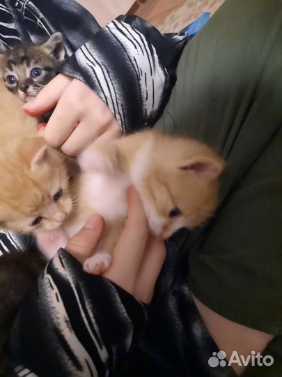 Котята бесплатно