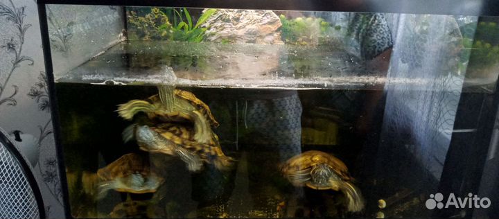Аквариум 150 литров, черепахи в подарок