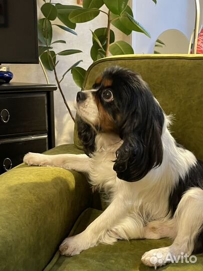 Вязка Кавалер Кинг Чарлз Спаниель