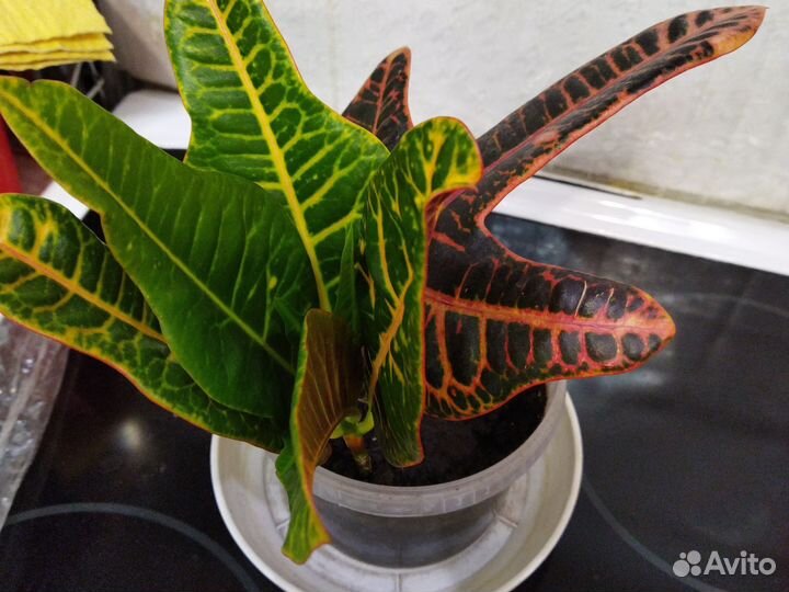 Кодиеум кротон