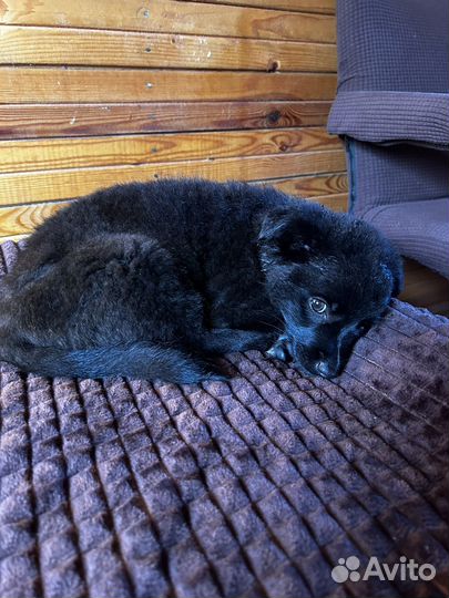 Собака (щенок) в добрые руки