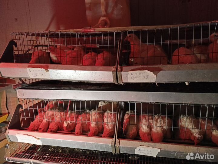 Сельхозптица