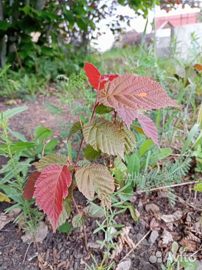 Лещина (орешник)