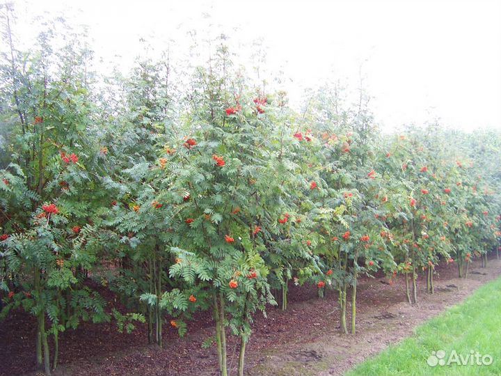 Саженцы Клен, Береза, Рябина, Липа, и.т.д