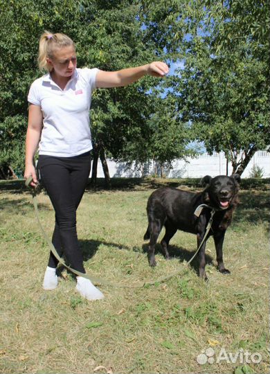 Красавец пес страдает без хозяина