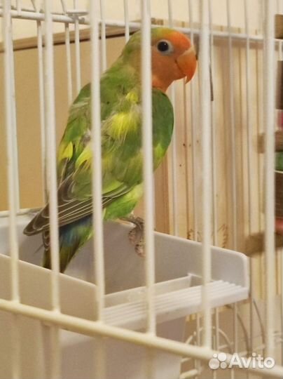 Попугай неразлучник