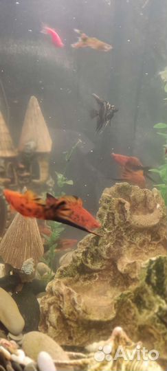 Аквариум