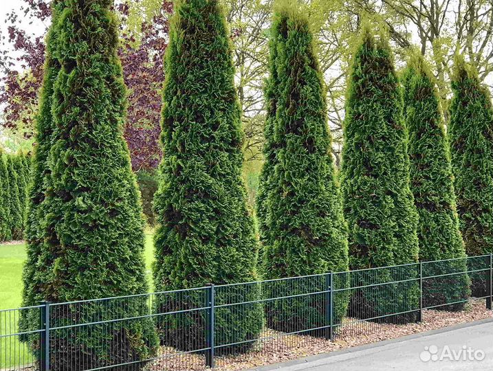 Высокие туи