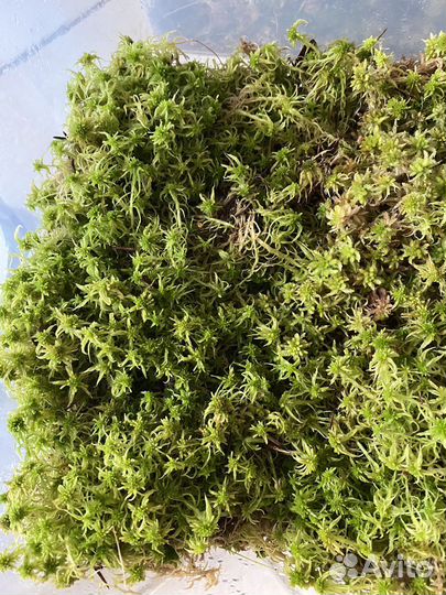 Мох сфагнум живой в 18 литровом контейнере