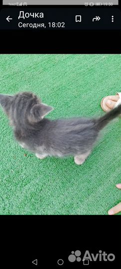 Отдам котика в добрые руки