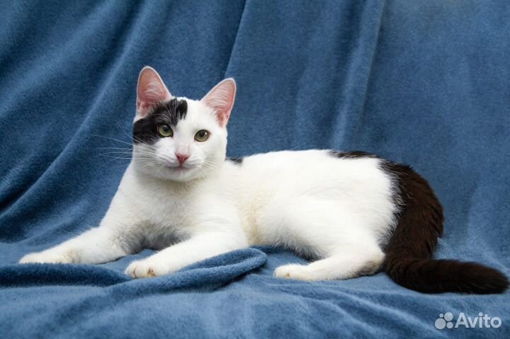 Отдам кота в добрые руки