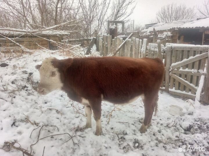 Телята Быки и Телки