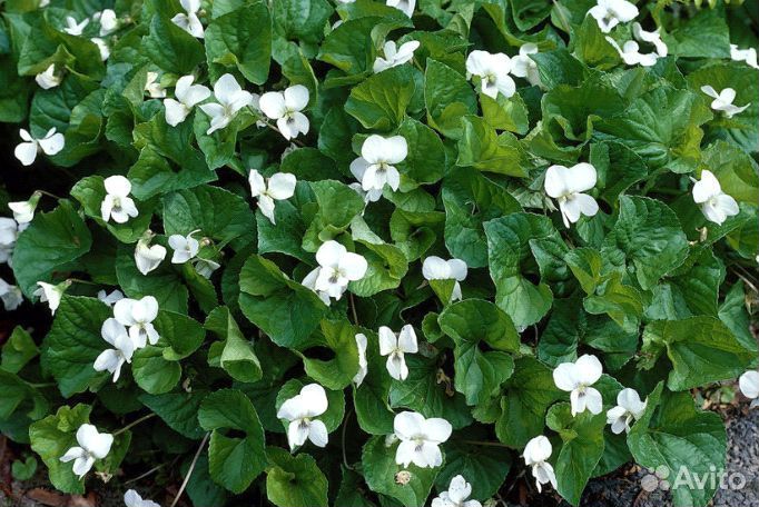 Многолетняя фиалка садовая белая мотыльковая