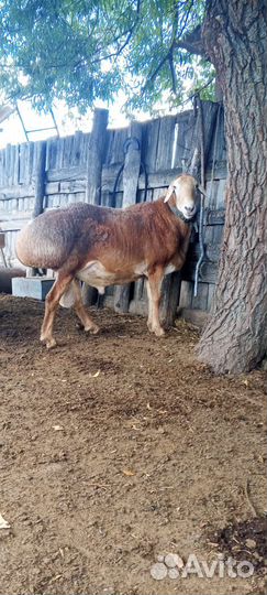 Эдельбаевские бараны на племя