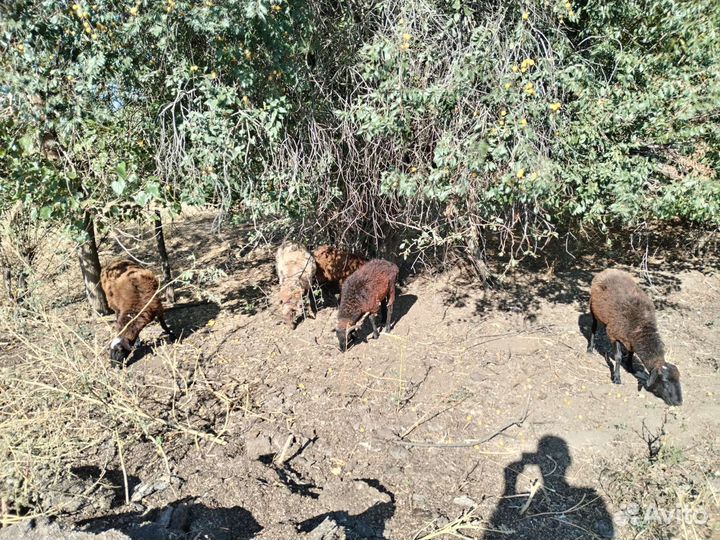 Овцы бараны ягнята