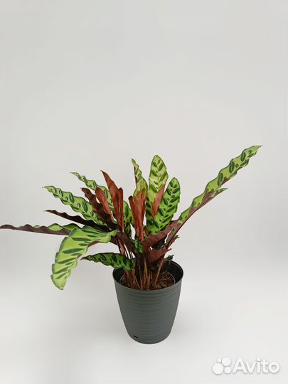 Калатея Лансифолия