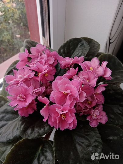 Цветущие фиалки