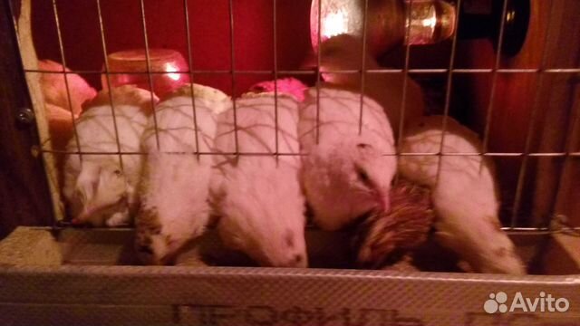 Птичий помет