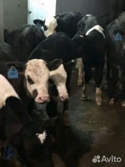 Бычки телята