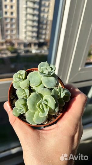 Суккулент коллекционный echeveria Lovely rose