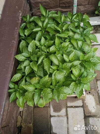 Горький струч