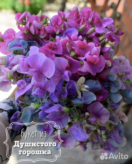 Букет из Душистого горошка
