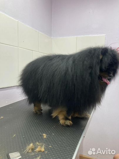 Породный пэт-груминг шпица